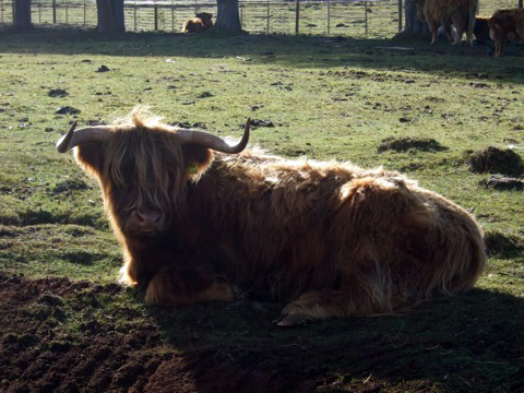 Hairy Highland Cow